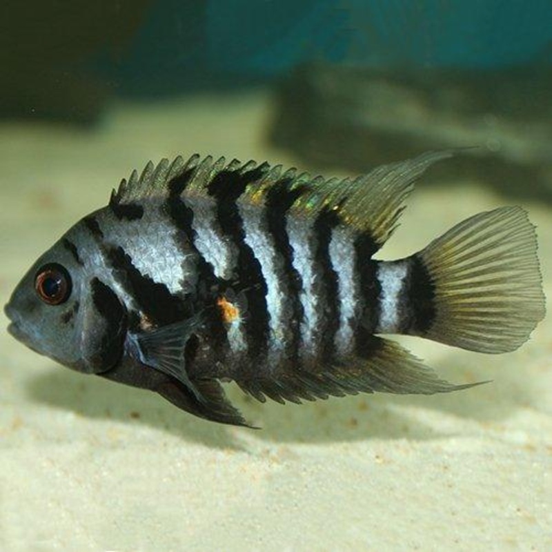 Convict Cichlid - Amatitlania Nigrofasciata