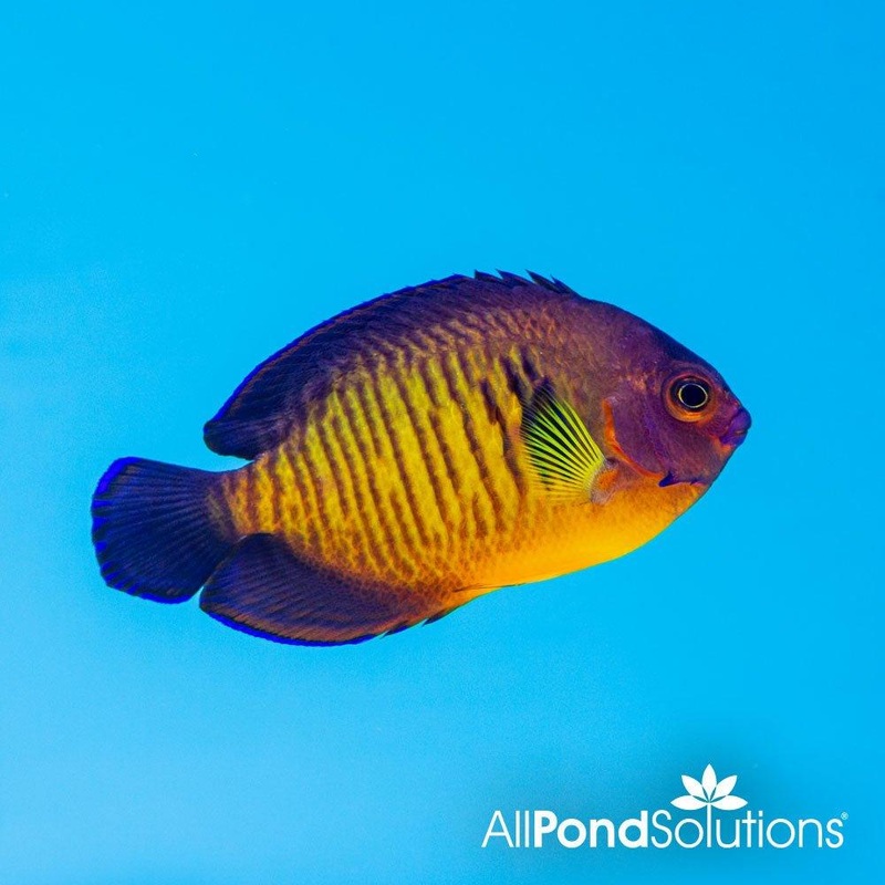 Coral Beauty Angelfish - Centropyge bispinosus