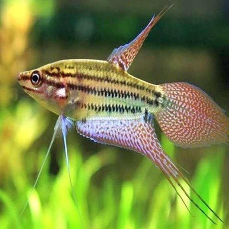 Croaking Gourami - Trichopsis vittata