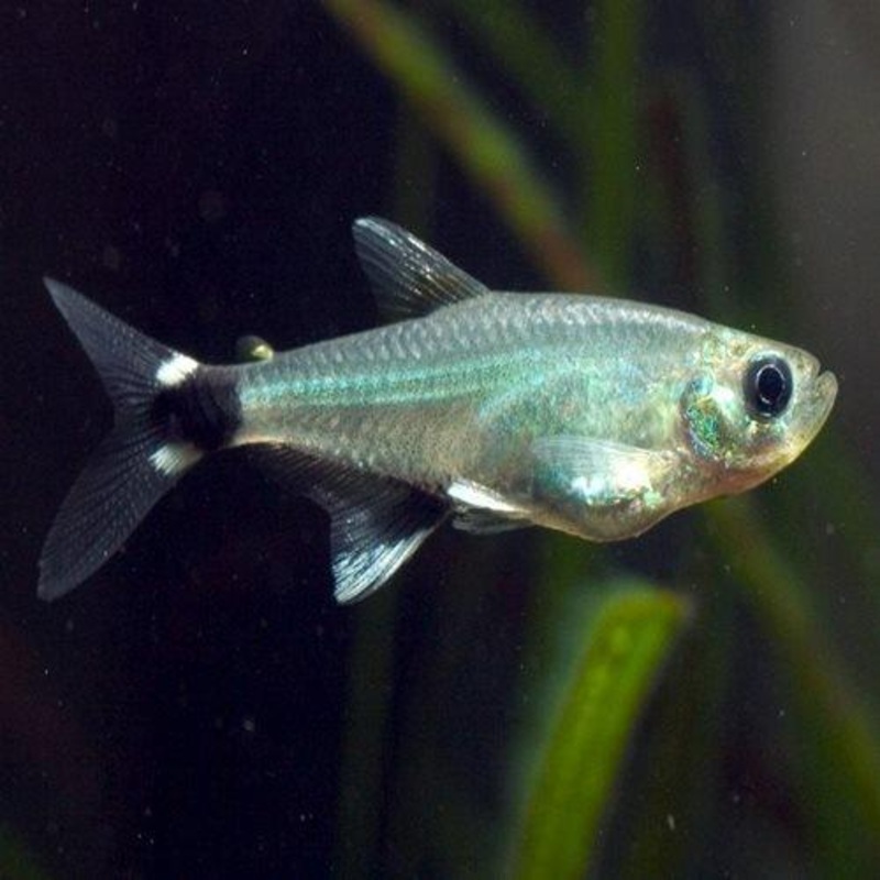 Dawn Tetra - Aphyocharax nattereri