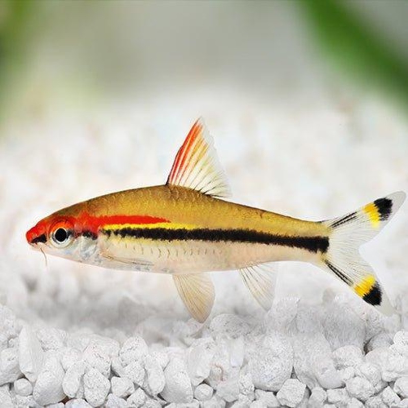 Denisonii Barb - Barbus denisonii