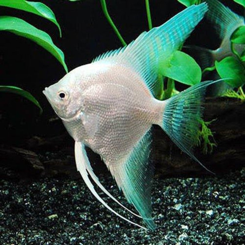 Diamond Angel - Pterophyllum Scalare
