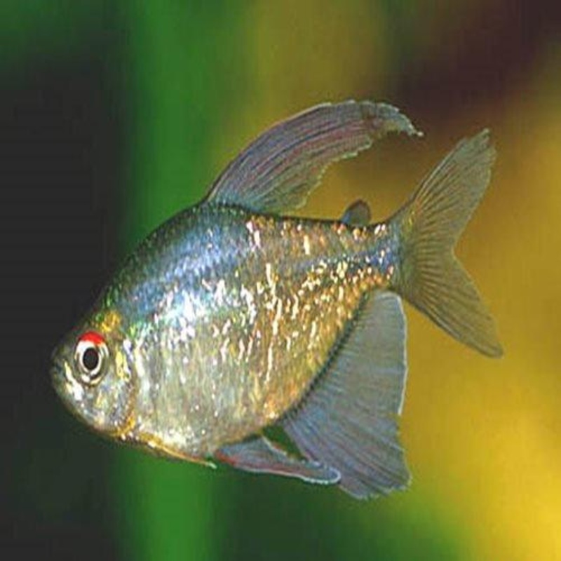 Diamond Tetra - Moenkhausia pittieri