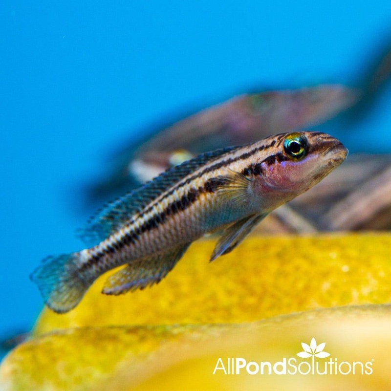 Dickfeld's Julie - Julidiochromis dickfeldi