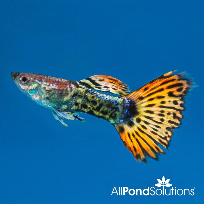 Dragon Guppy - Poecilia reticulata