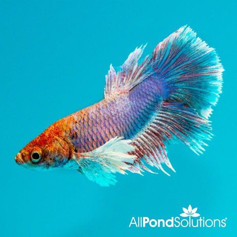 Dumbo Female Fighter - Betta Splendens
