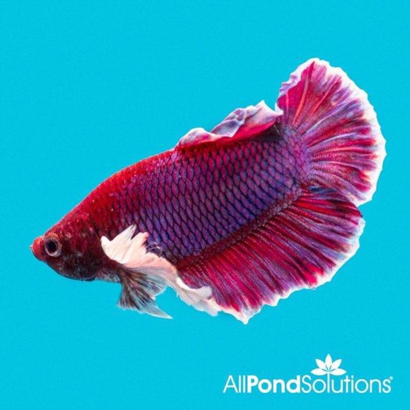 Dumbo Half-Moon Plakat Male Betta Fighter - Betta Splendens