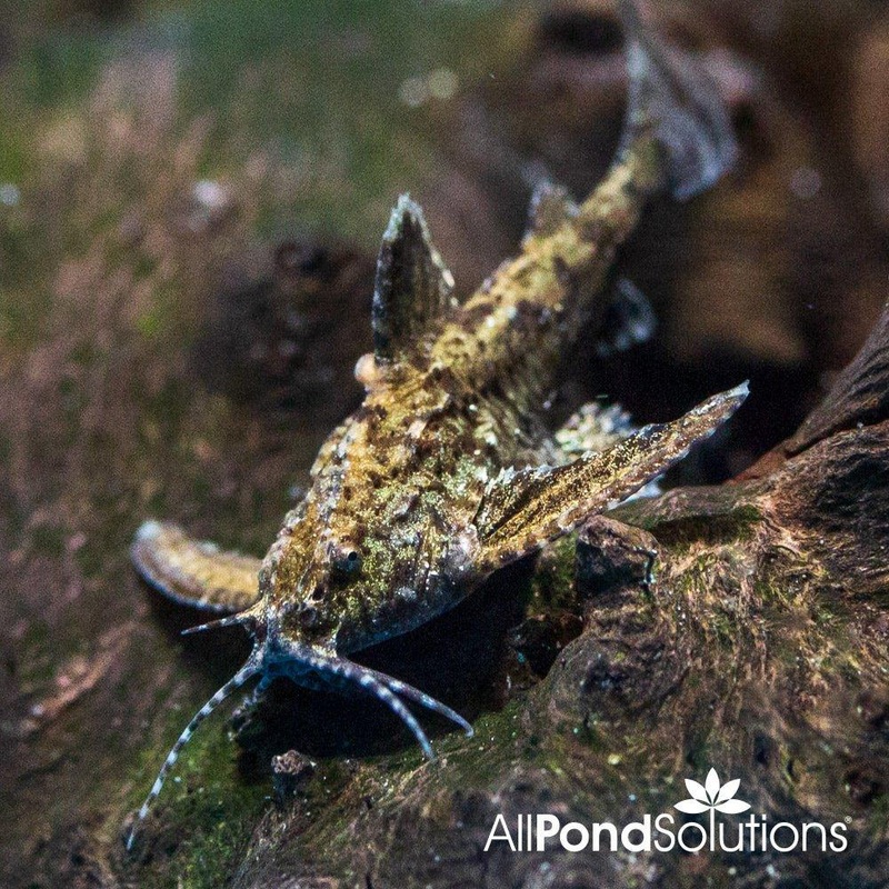 Dwarf Anchor Catfish - Hara jerdoni