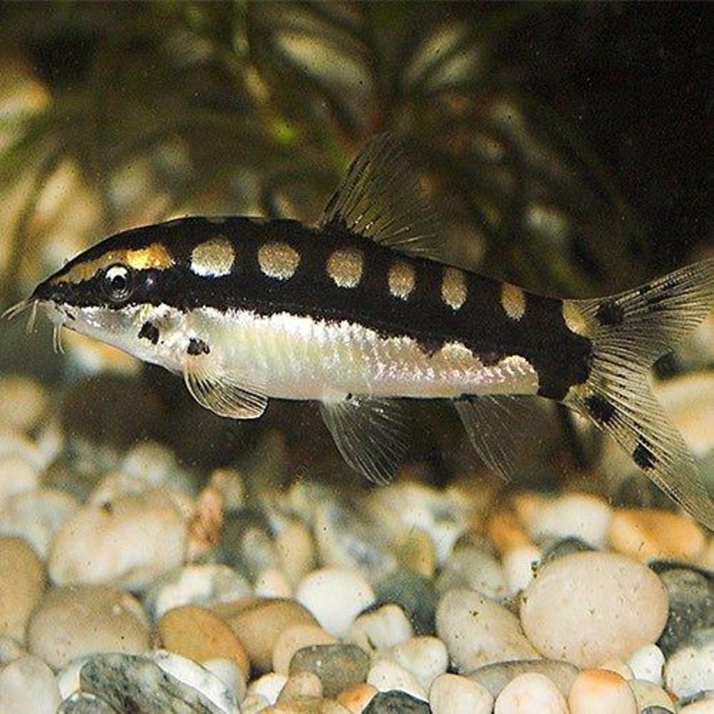 Dwarf Chain Loach - Ambastaia sidthimunki