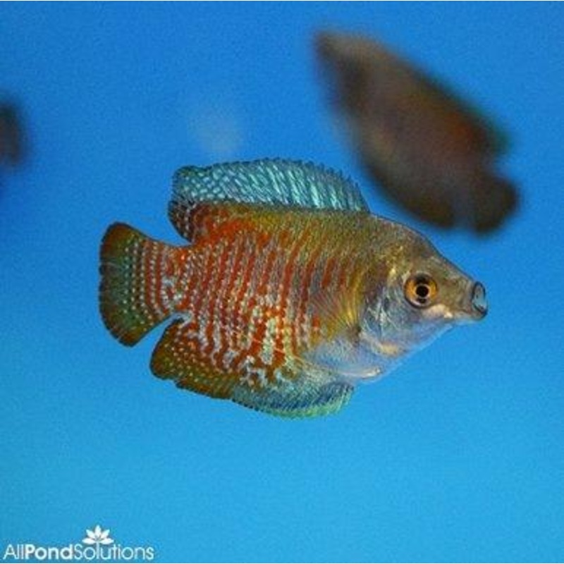 Dwarf Gourami - Trichogaster lalius