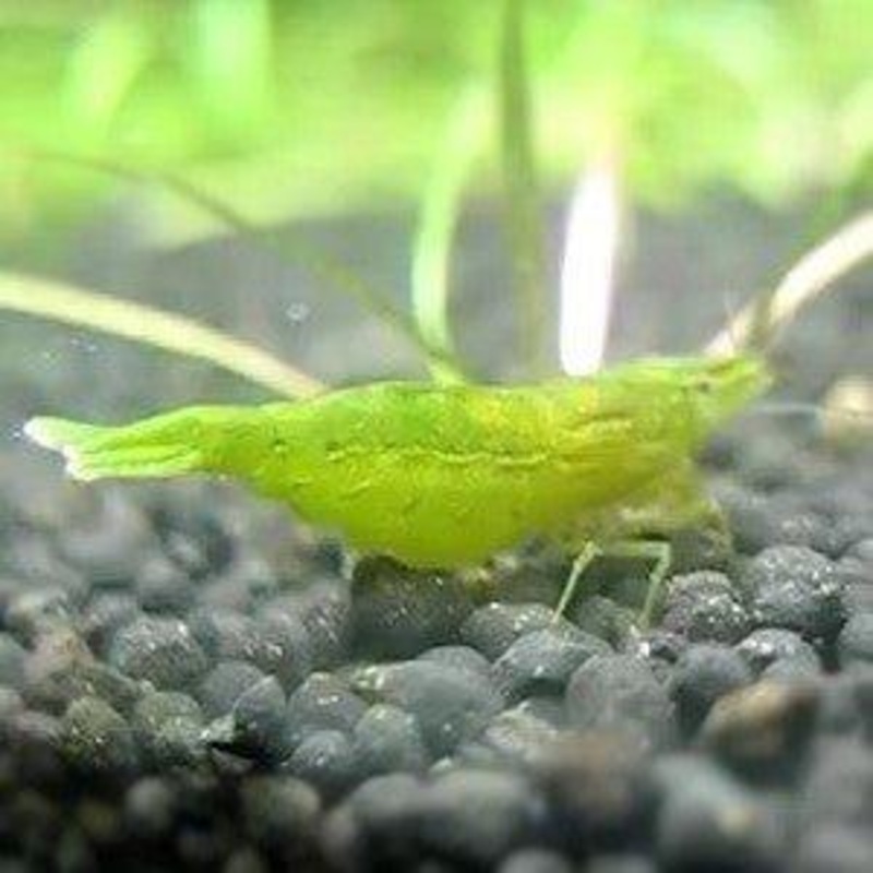 Dwarf Green Shrimp - Caridina cf. babaulti