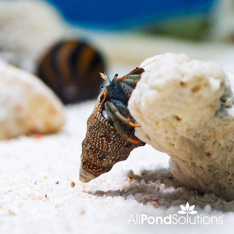 Dwarf Red Tip Hermit Crab - Clibanarius digueti
