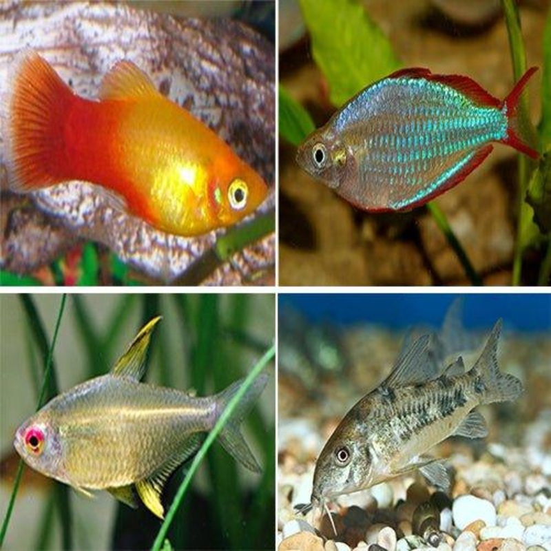 Platy, Rainbows, Tetra, Corydoras, Gourami - Bundle 15