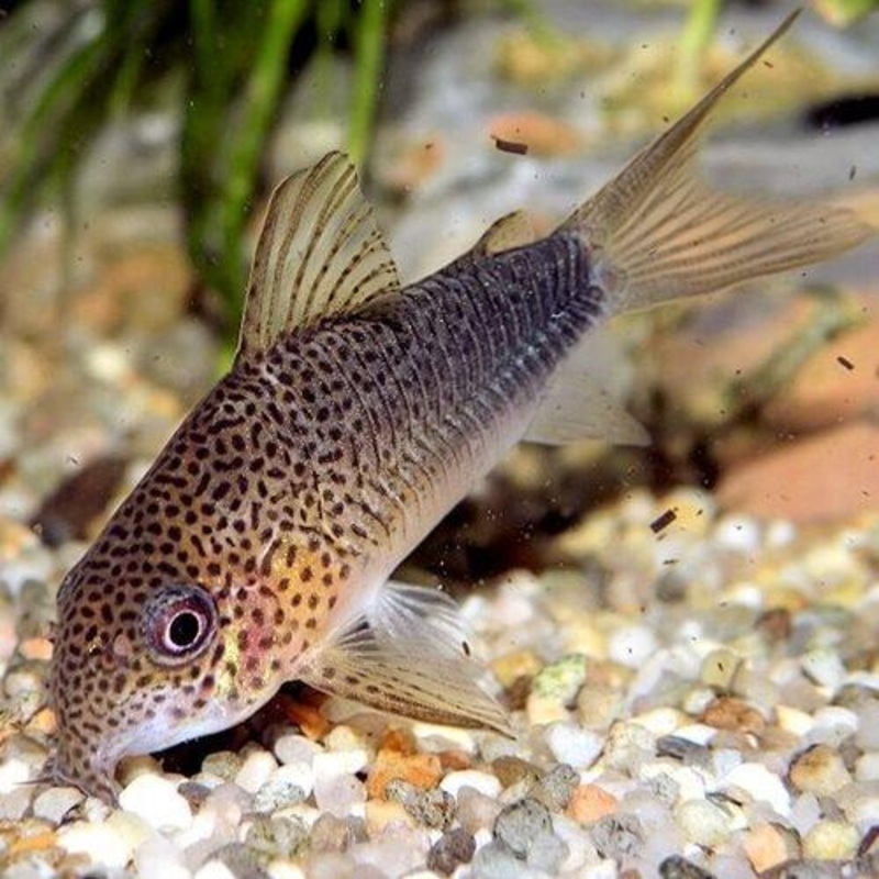 Similis Corydoras - Corydoras similis
