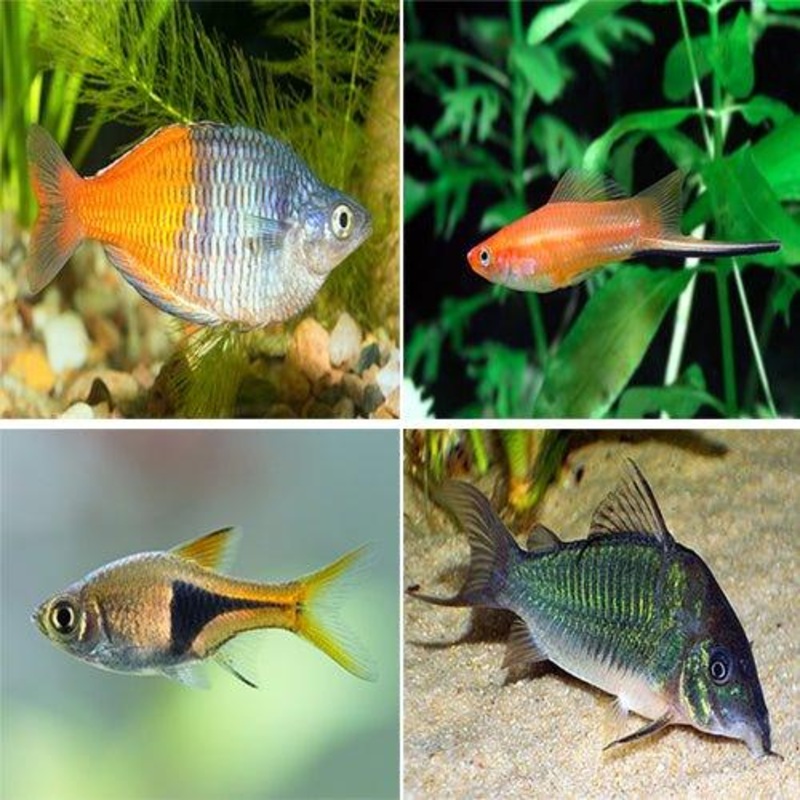 Swordtail, Rainbows, Rasbora, Corydoras -  Bundle 14