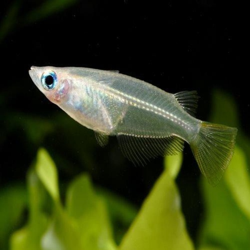 1 x Ricefish