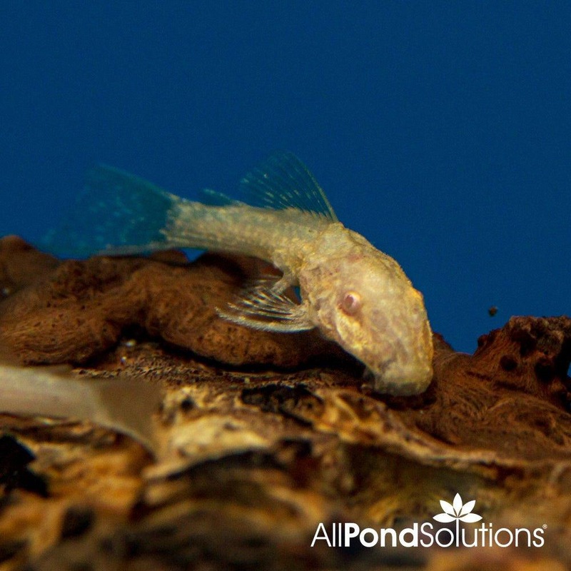 Albino Bristlenose Pleco  Ancistrus sp