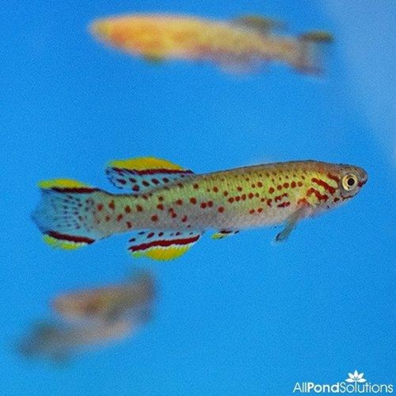Aphyosemion Gardneri P82 Killifish