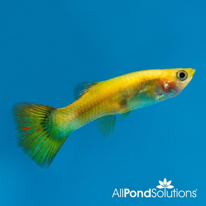Assorted Female Guppy - Poecilia reticulata