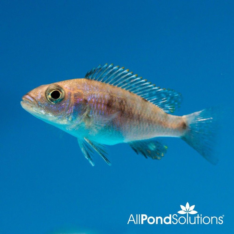 Electric Blue Haplochro Cichlid