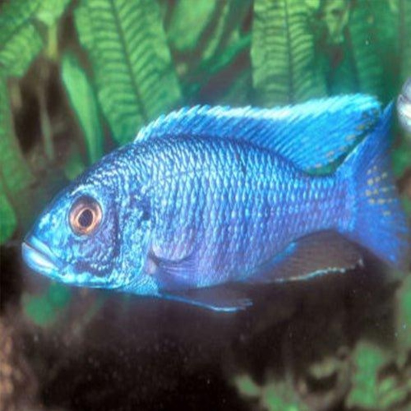 Electric Blue Haplochromis - Sciaenochromis fryeri