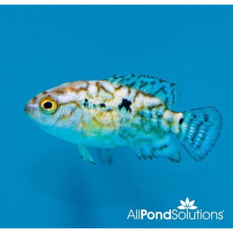 Electric Blue Jack Dempsey - Cichlasoma Octofasciatum Var
