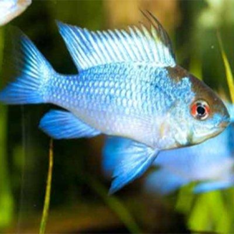 Electric Blue Rams - Mikrogeophagus Ramirezi