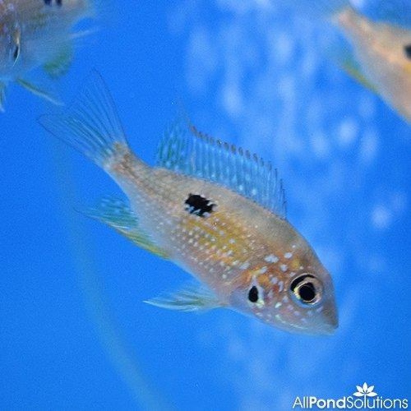Ellioti Cichlid - Thorichthys Ellioti