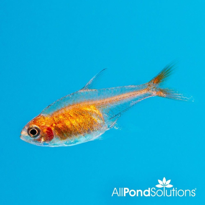 Ember Tetra - Hyphessobrycon amandae