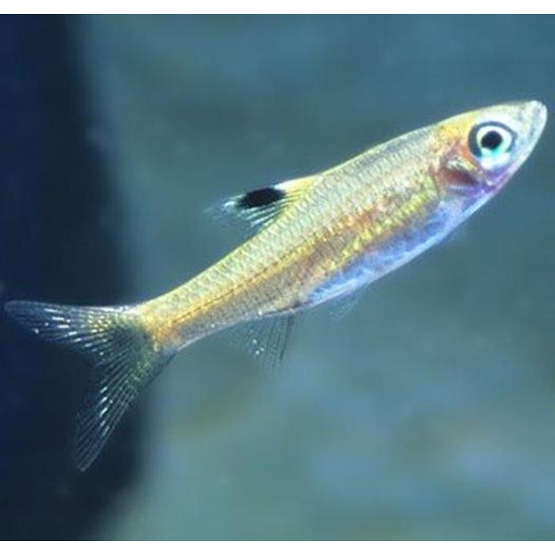 Emerald Eye Rasbora - Brevibora dorsiocellata