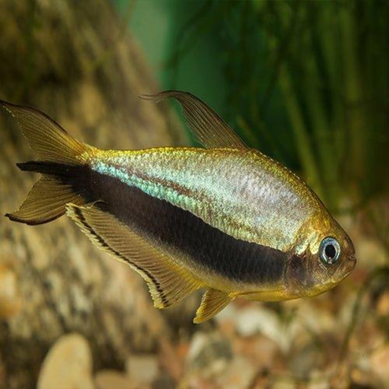 Emperor Tetra - Nematobrycon palmeri