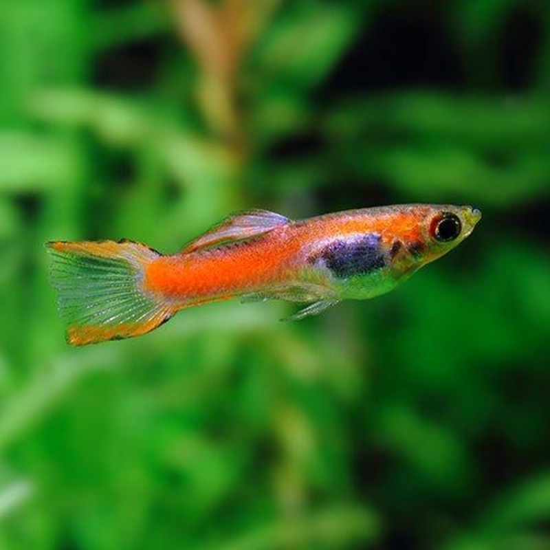 Endlers Guppy - Poecilia wingei