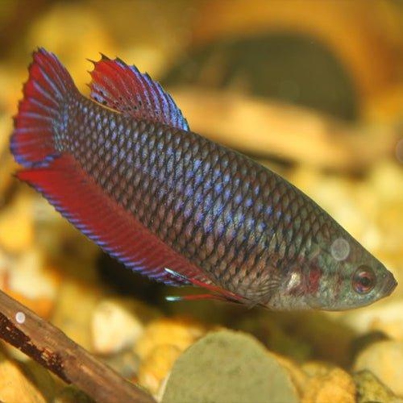 Female Fighters - Betta splendens