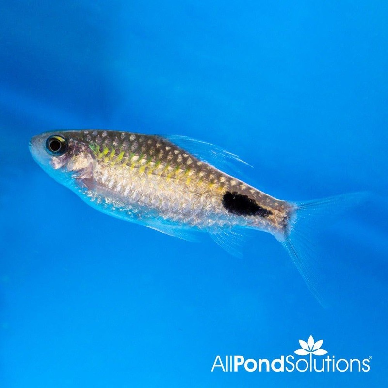Filament Barb - Dawkinisia filamentosa