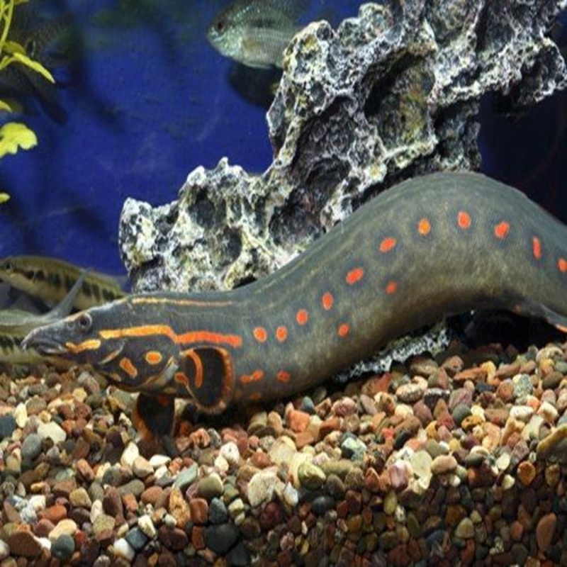 Fire Eels 10 - 12cm - Mastacembelus erythrotaenia