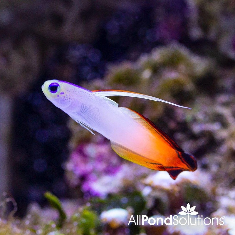 Fire Goby - Nemateleotris magnifica