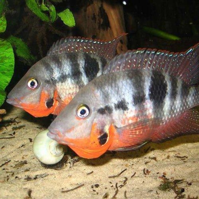 Firemouth Cichlid - Thorichthys Meeki