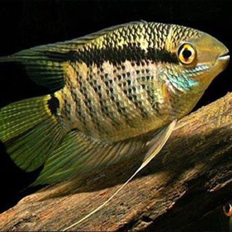 Flag Cichlid - Mesonauta Festivus