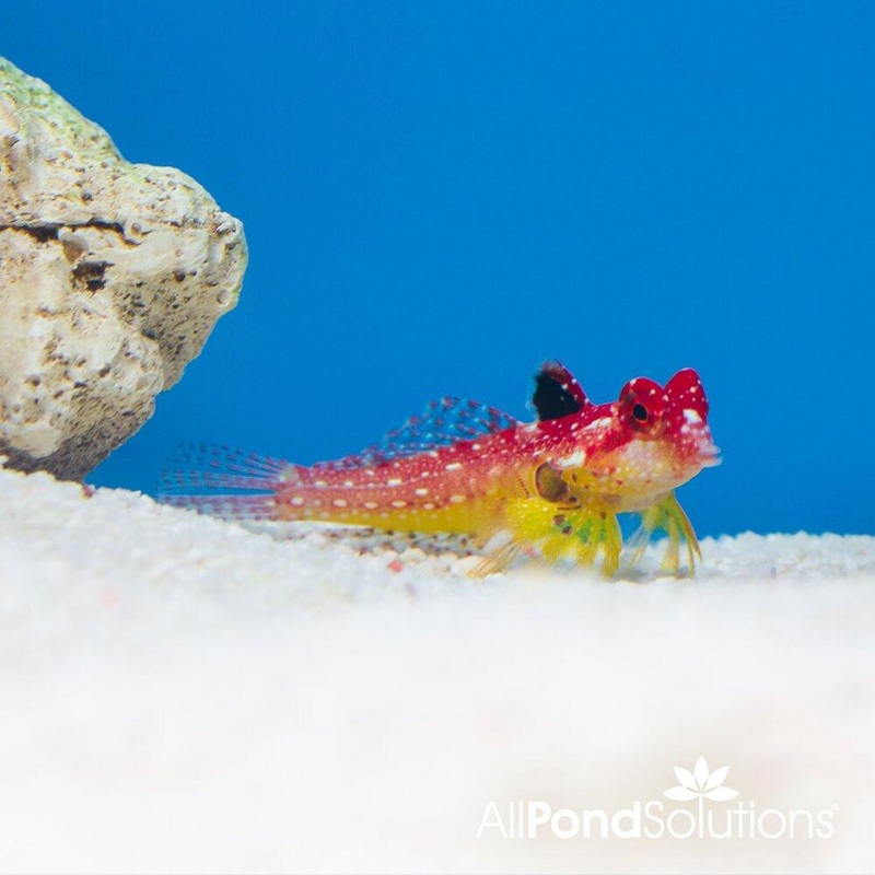 Flame Scooter Blenny - Synchiropus sycorax