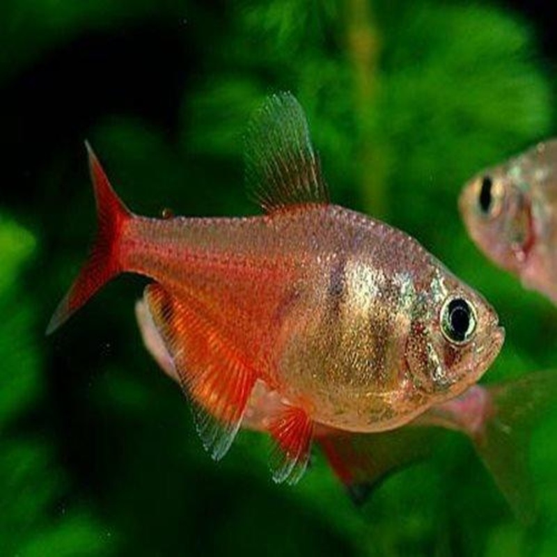 Flame Tetra - Hyphessobrycon flammeus
