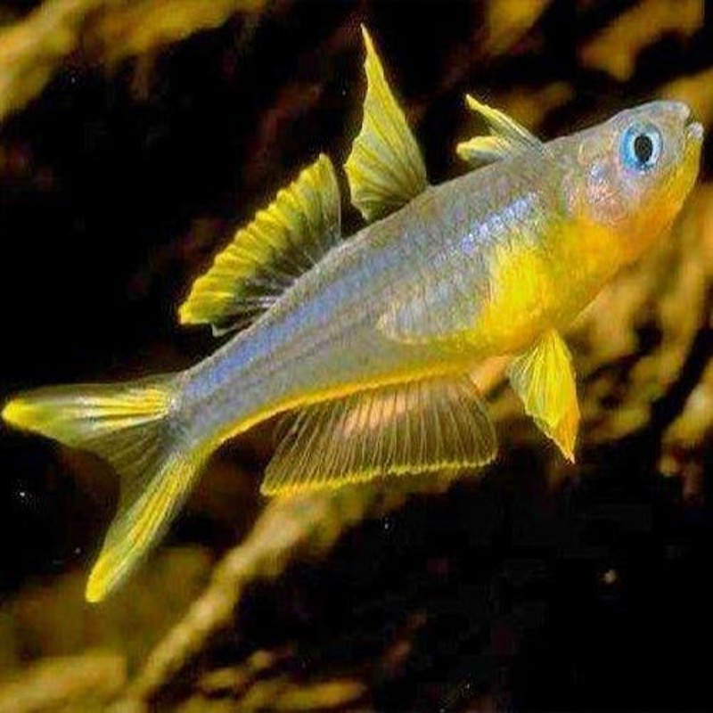 Forktail Blue eye Rainbow - Pseudomugil furcatus