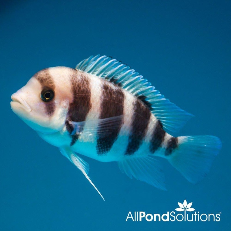 Frontosa Cichlid - Cyphotilapia frontosa