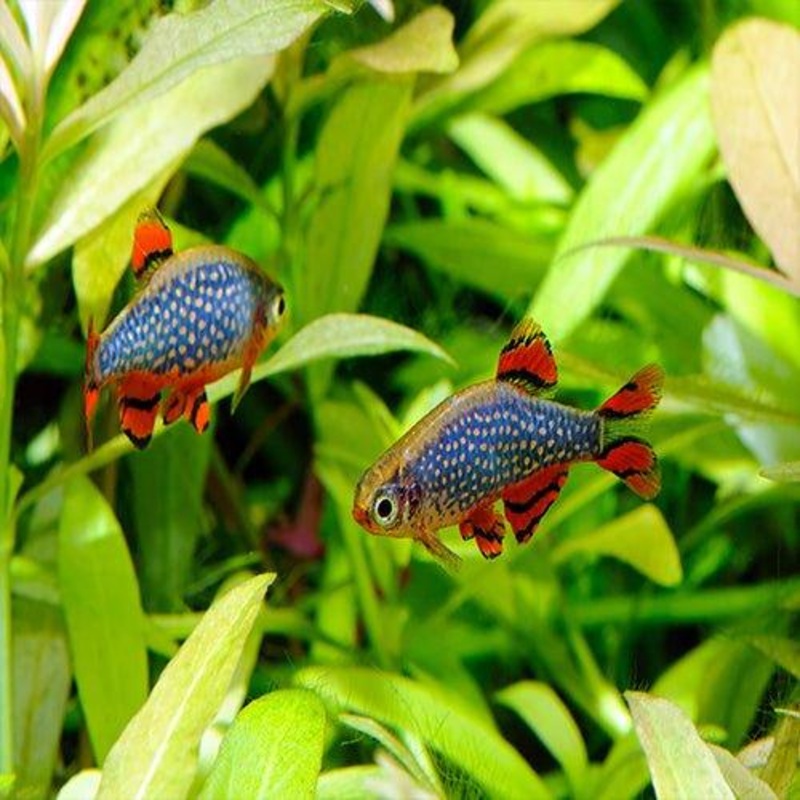 Galaxy Rasbora - Danio margaritatus