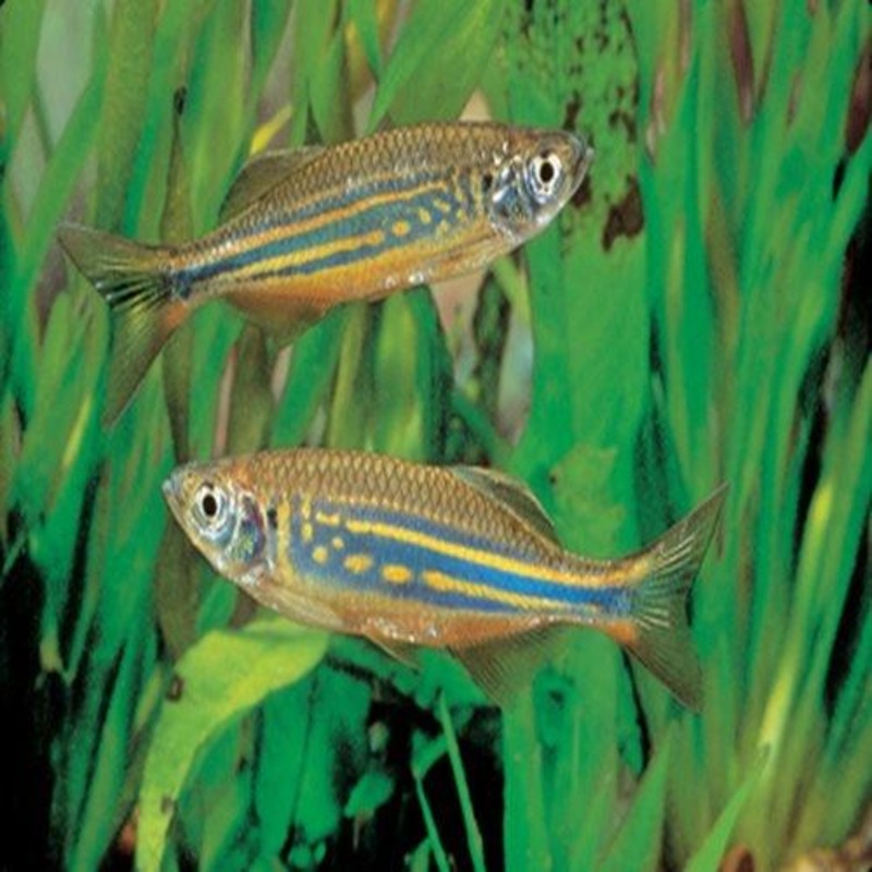 Giant Danio - Devario malabaricus