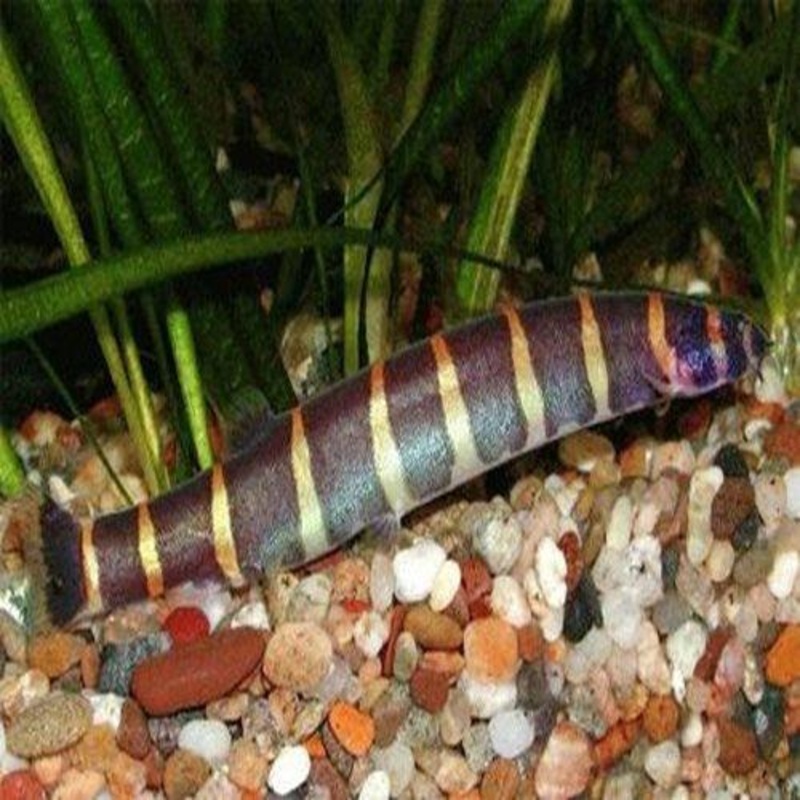 Giant Kuhli Loach - Pangio Myersi