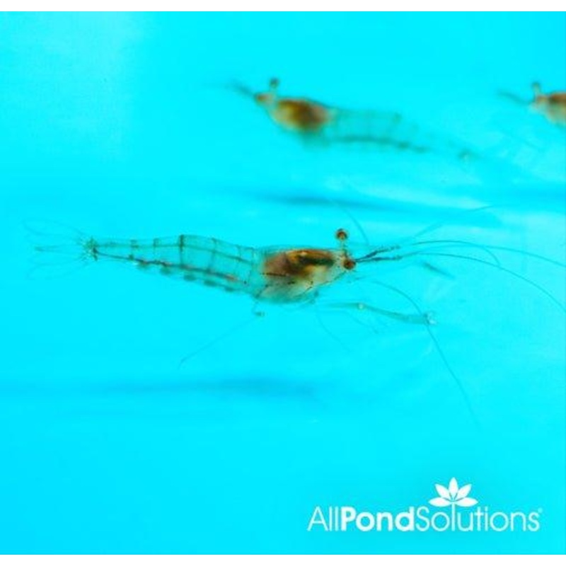 Glass Shrimp - Macrobrachium Lanchesteri
