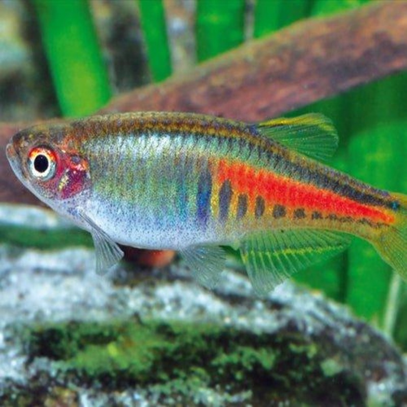 Glowlight Danio - Danio Choprai