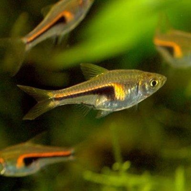 Glowlight Rasbora