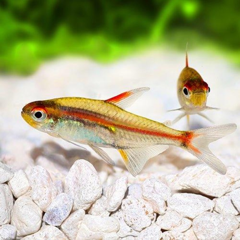 Glowlight Tetra - Hemigrammus erythrozonus