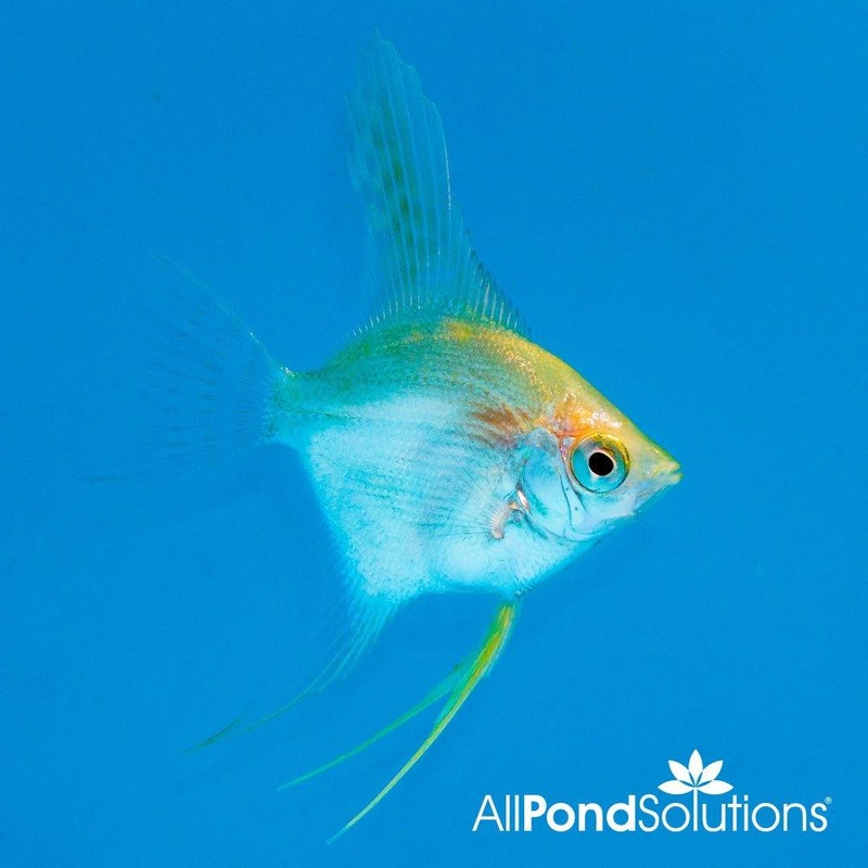 Gold Angelfish - Pterophyllum Scalare